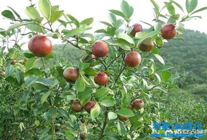 酥油茶怎樣做？（附酥油茶的制造方法）