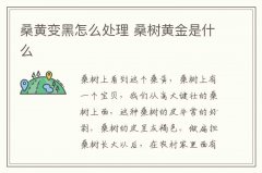 桑黃變黑怎么處理 桑樹黃金是什么